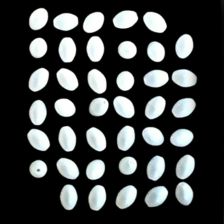 Oliva 6x4mm"07969"50ks/bal