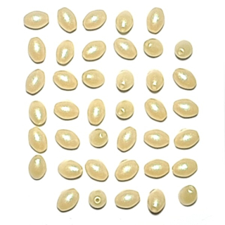 Oliva 6x4mm"71683"50ks/bal