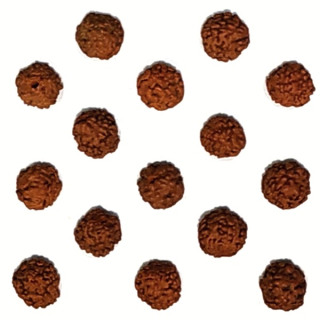 Rudraksha"78615"1ks/bal